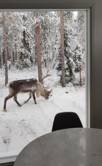 Arctic Circle Guesthouse Rovaniemi Eksteriør bilde